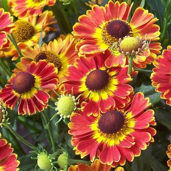 Гелениум Helenium  ‘Fuego’